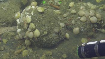 Media type: image;   Invertebrate Zoology 153153 Description: live specimen;